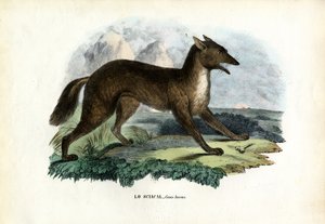 ゴールデンジャッカル、1863-79 作： Raimundo Petraroja